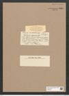 Glyphodesmis margaritacea Castr. (de-Toni-Nr.: Genus 81, Species 2892) Zeichnungen Sammlung Grunow Nr. 5869 (NHMW-BOT-W0374311)